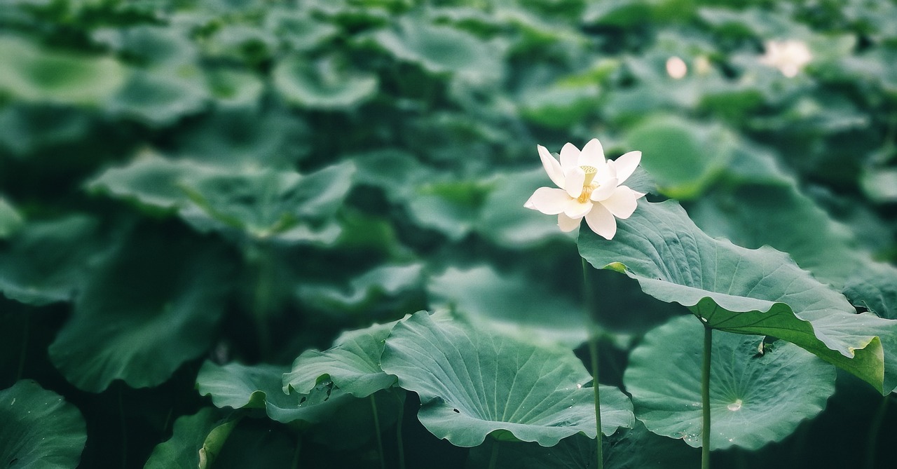 Image - lotus leaf summer lotus green