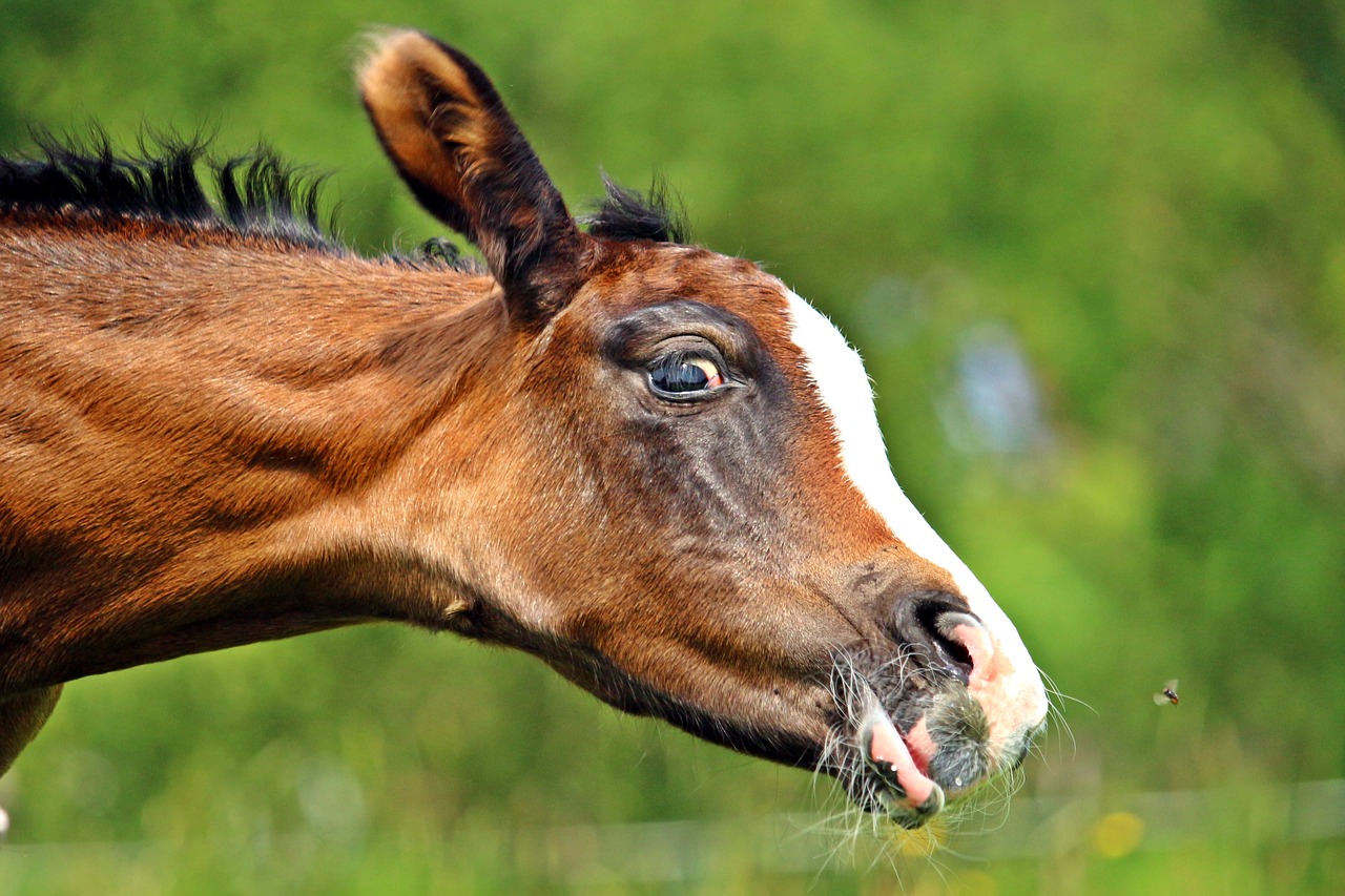 Image - horse foal fly thoroughbred arabian