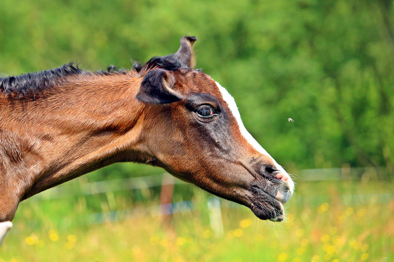 Image - horse suckling foal