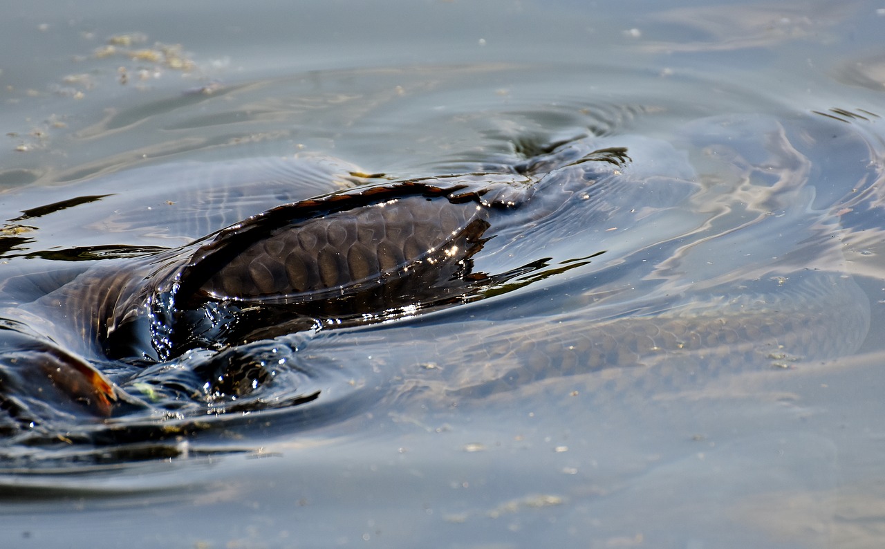 Image - carp swim water surface scale