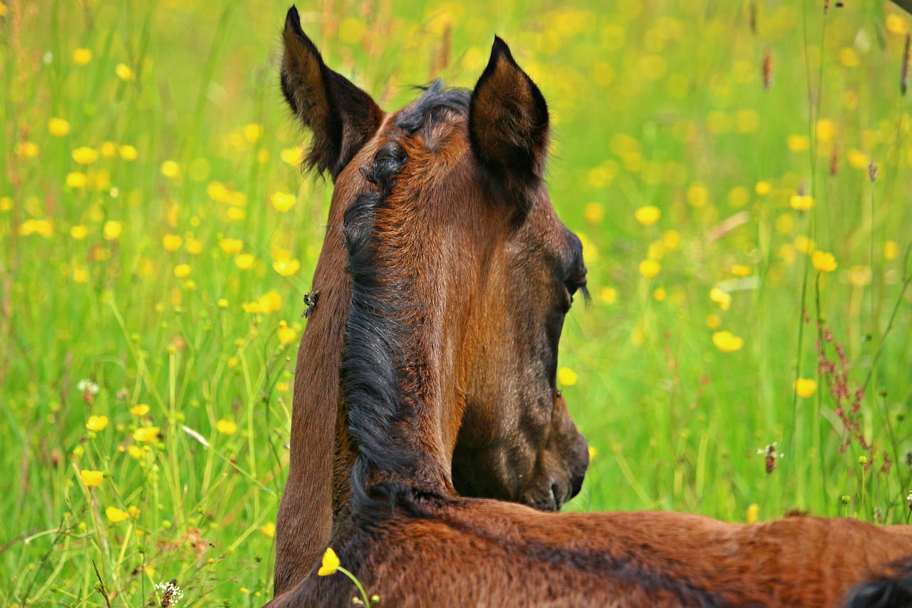 Image - horse foal horse head