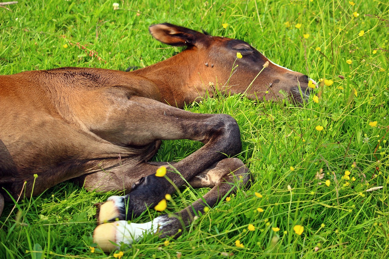 Image - foal thoroughbred arabian sleep