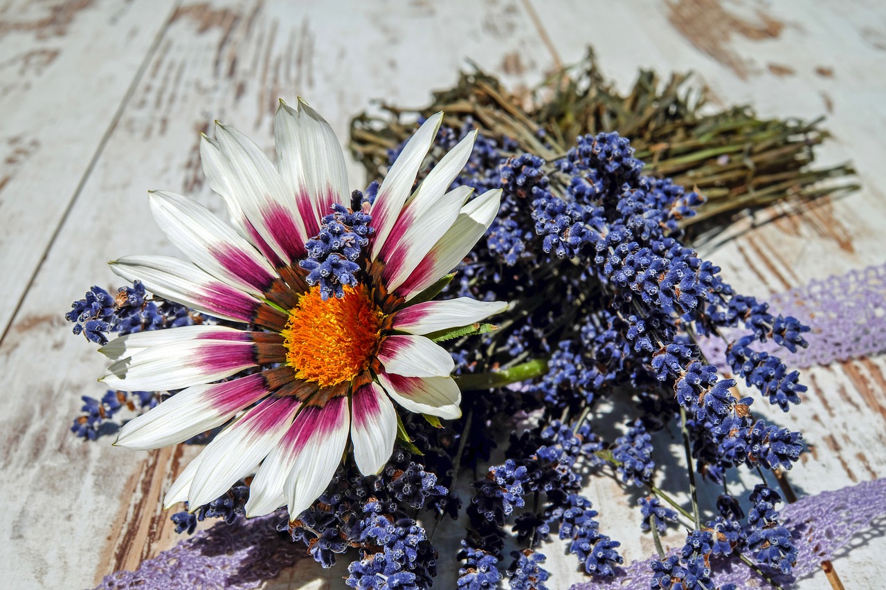 Image - gazania flower gazanie blossom