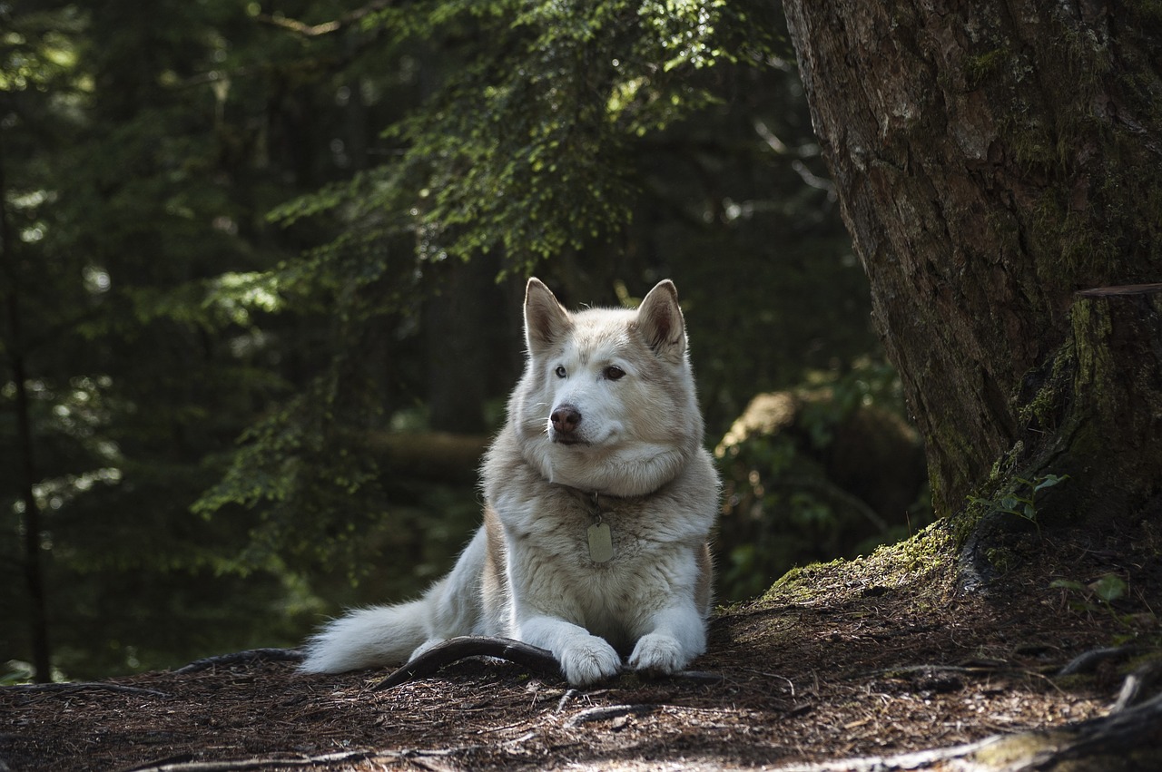 Image - forest dog canine wolf husky