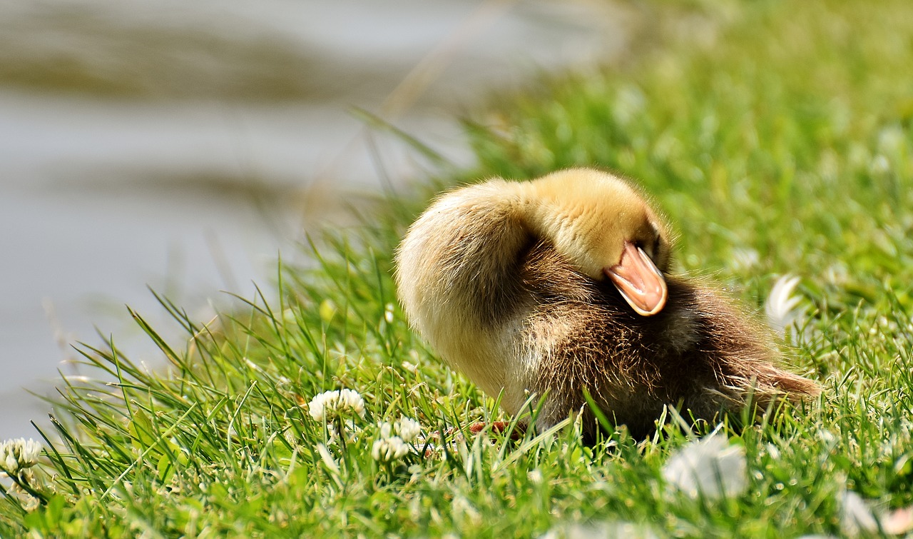 Image - chicks ducklings sleep mallard