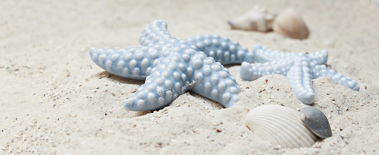 Image - starfish mussels sand porcelain