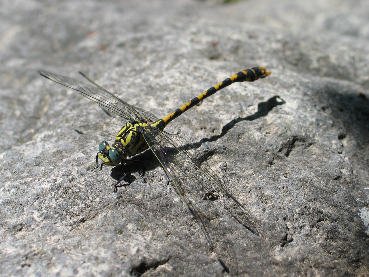 Image - dragonfly bug fauna fly wing