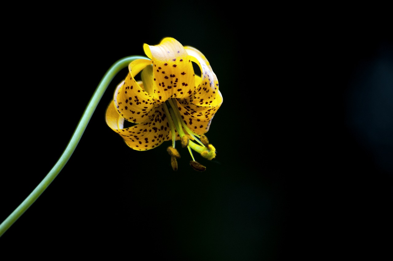 Image - lily flower wildflower floral