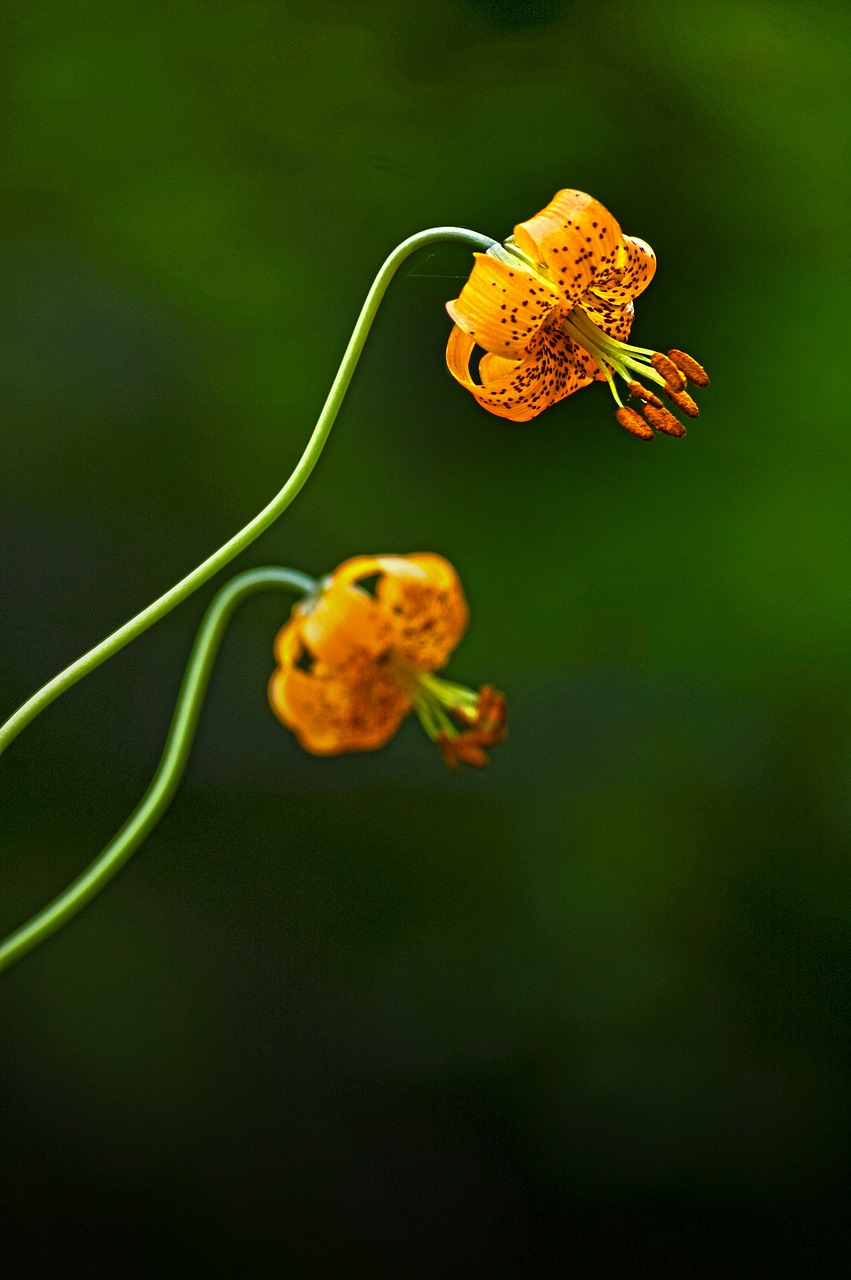 Image - lily flower wildflower floral