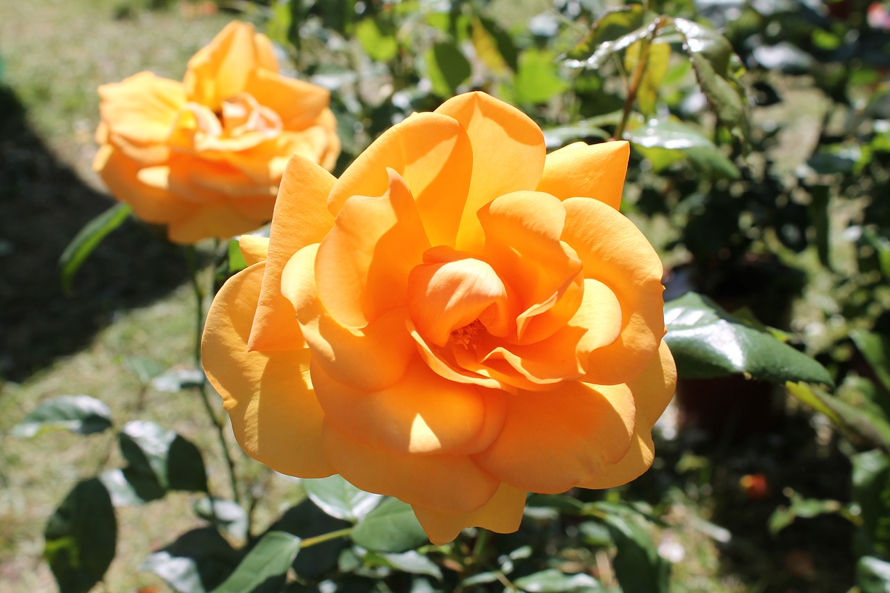 Image - flower rosa franciacortainfiore