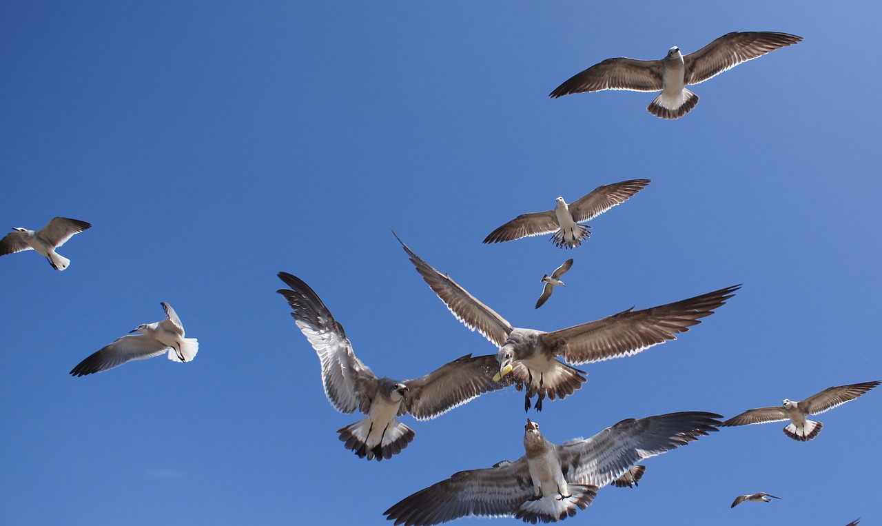 Image - birds the sea seagulls bonaventure