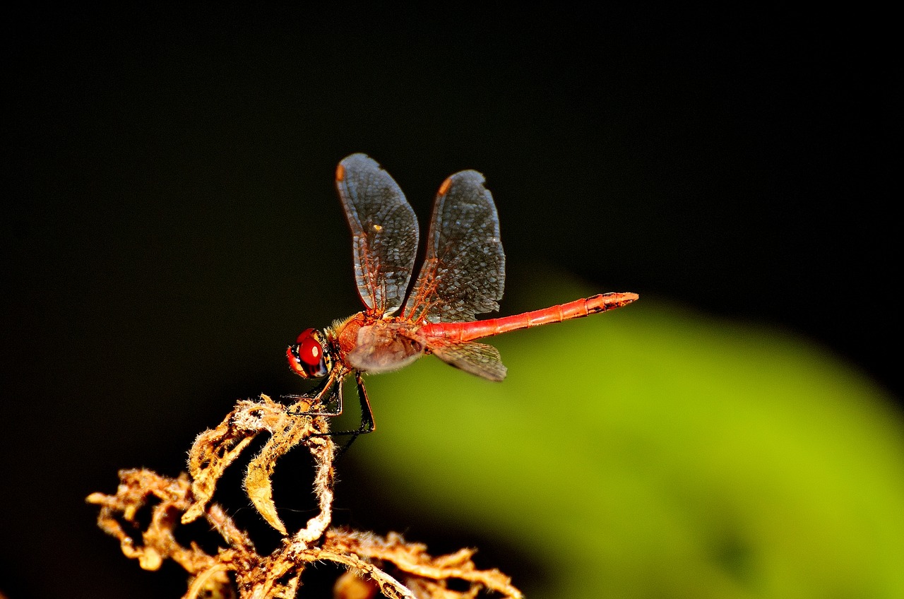 Image - dragonfly red insect nature animal