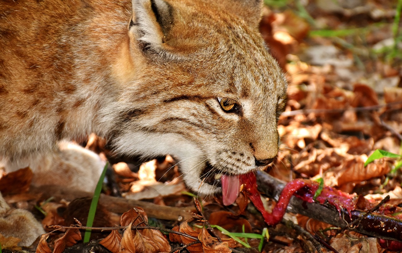 Image - lynx wild animal dangerous eat cat