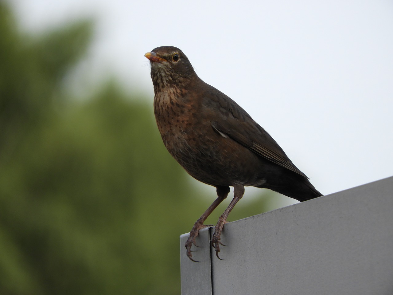 Image - blackbird female bird species