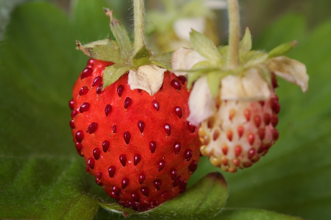 Image - berries nature fragaria vesca