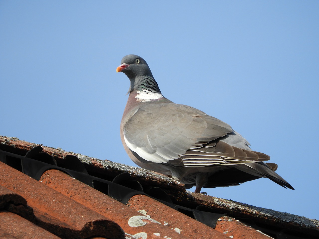 Image - dove roof bird gable sky birds