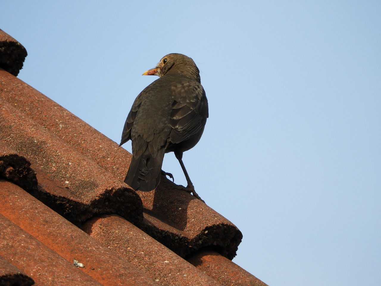 Image - blackbird roof bird birds sky