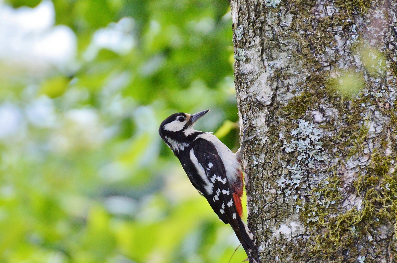 Image - woodpecker great spotted woodpecker