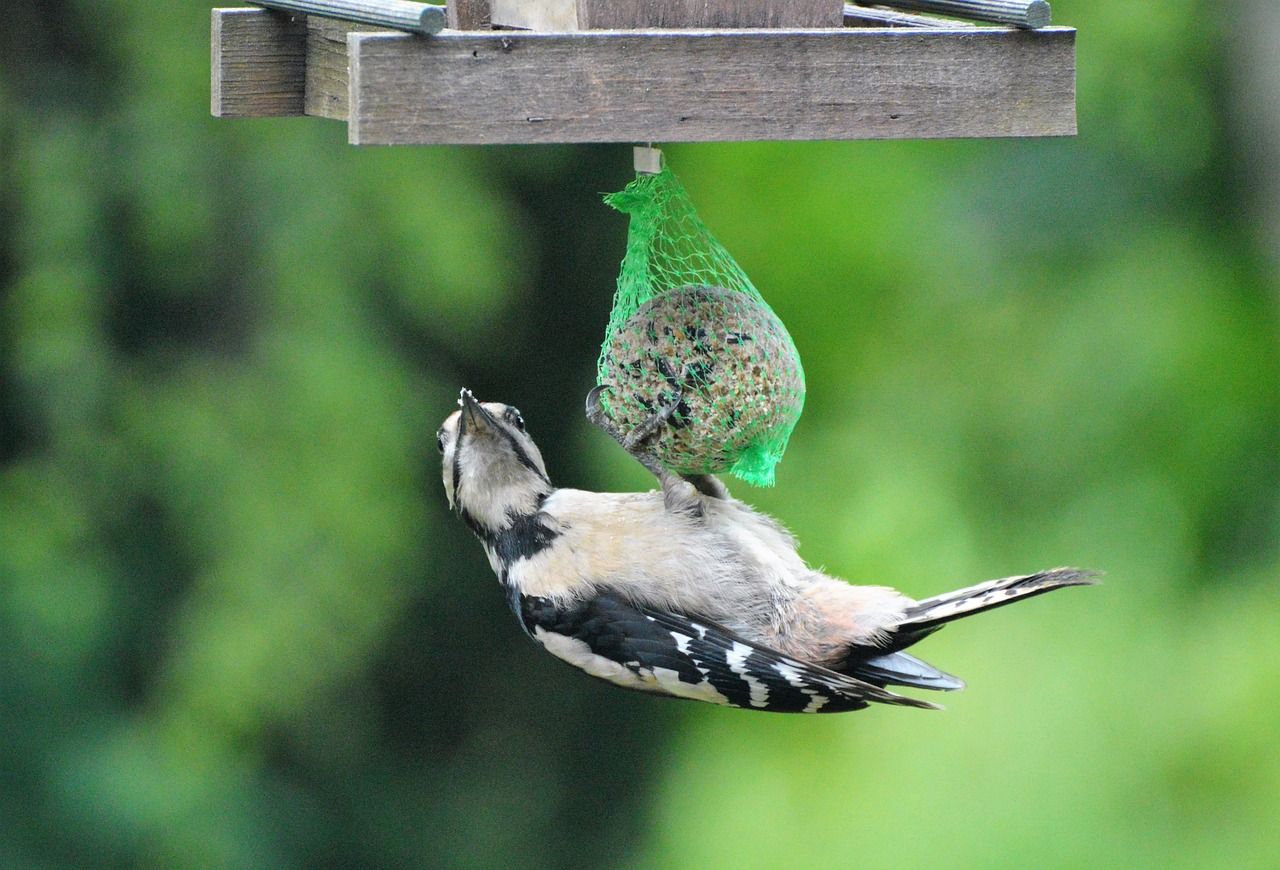 Image - woodpecker great spotted woodpecker