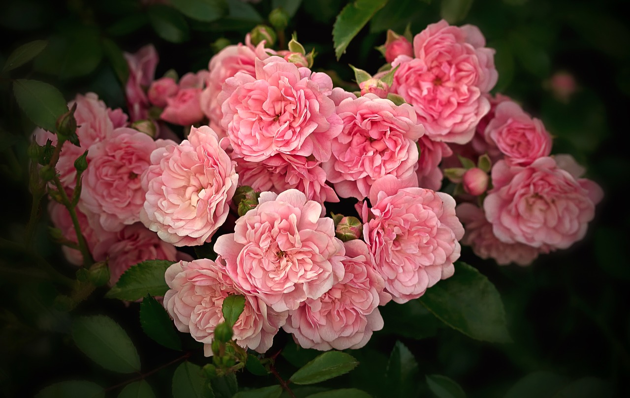 Image - nature flowers ground cover rose