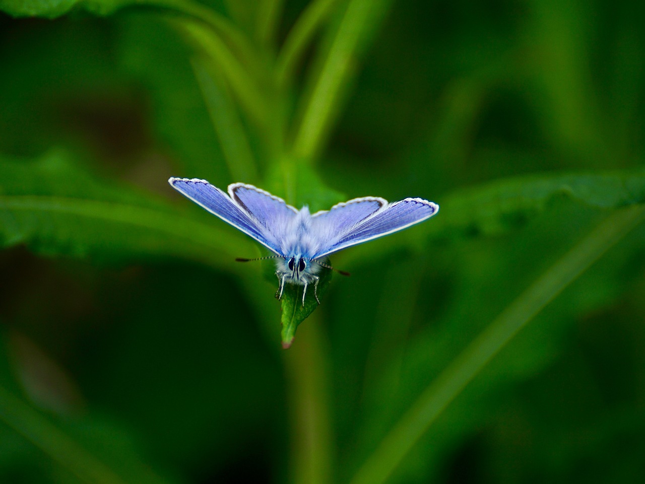 Image - butterfly cranesbill blue rarely