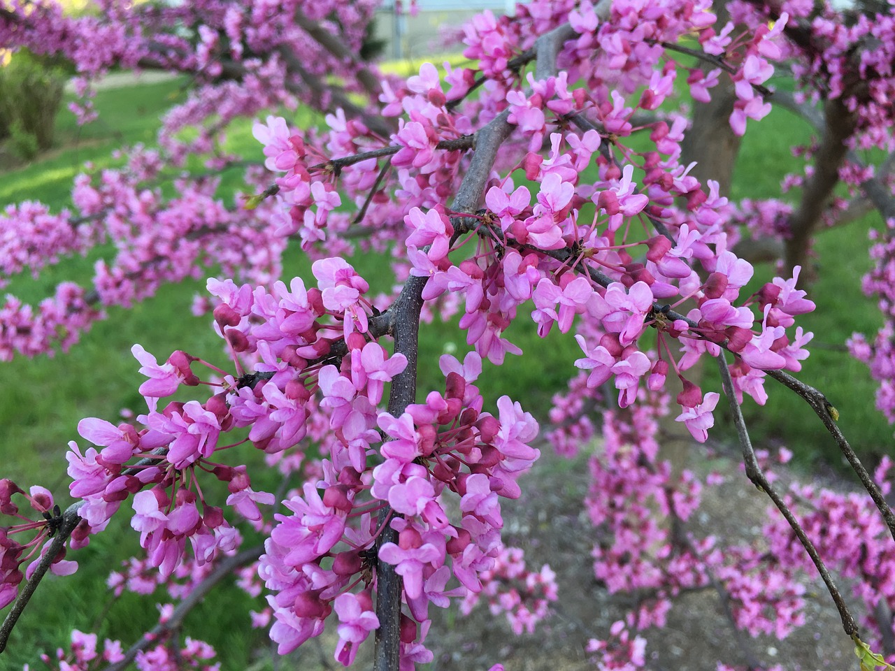 Image - redbud pink bud blossom nature