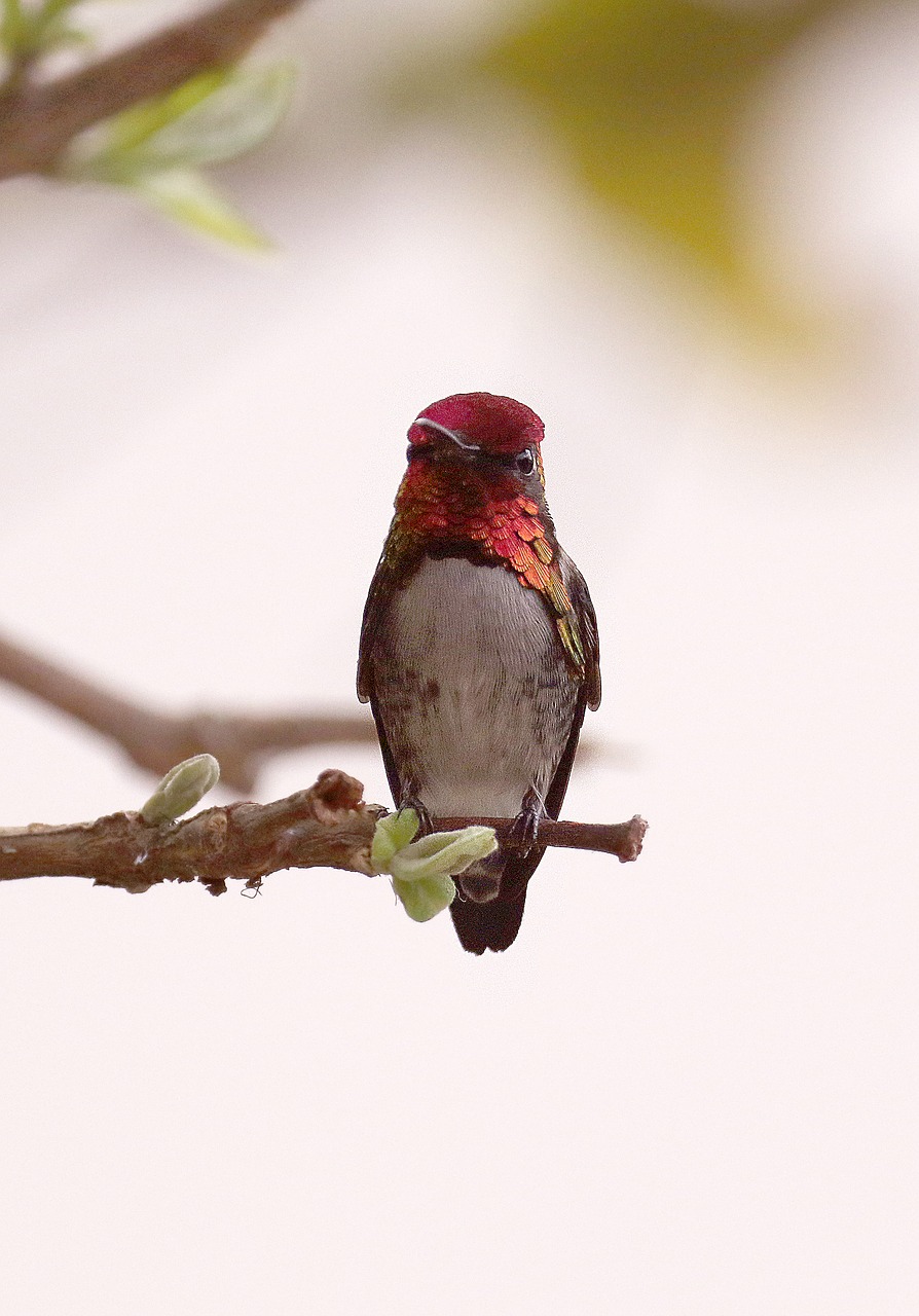 Image - cuba hummingbird red tree perched