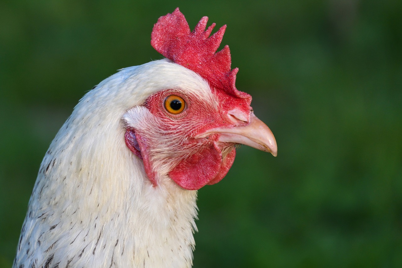 Image - hen white head profile crete