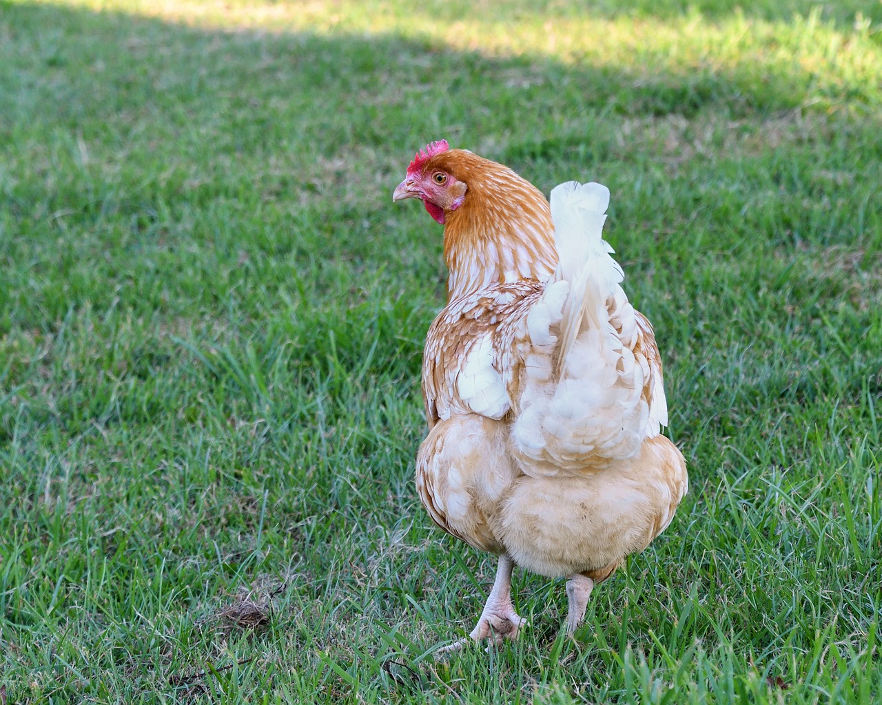 Image - hen grass walk