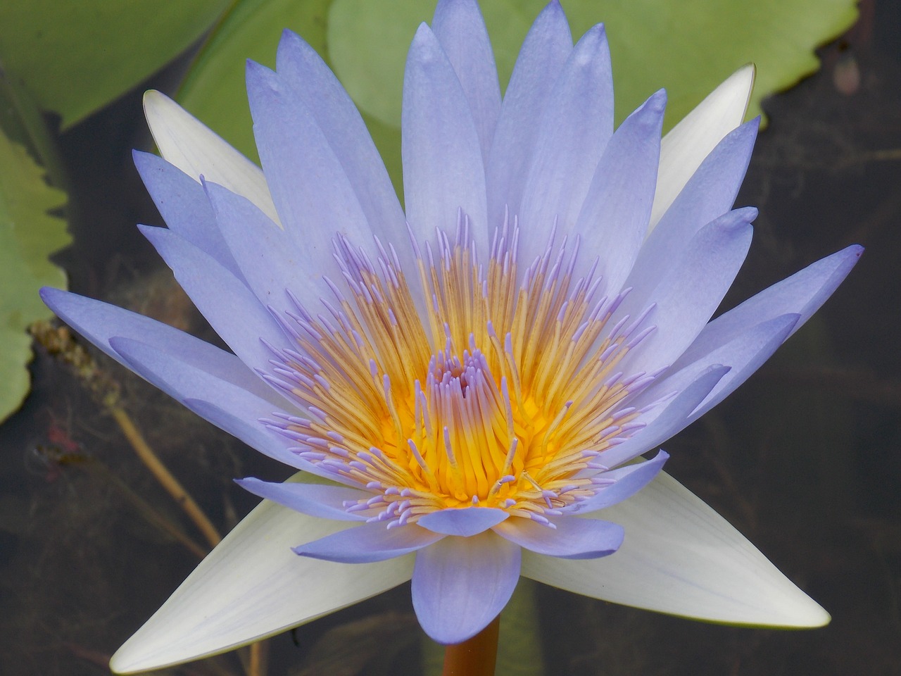 Image - waterlily purple yellow flower