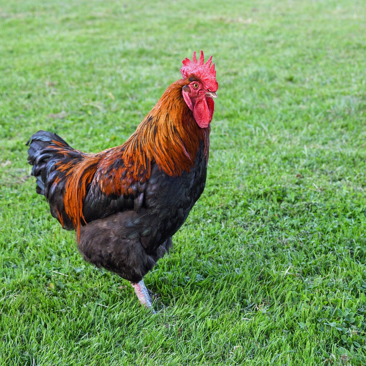 Image - cock grass crete