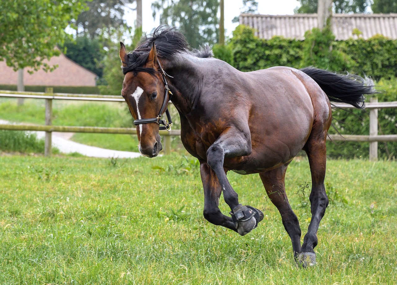 Image - horse grass run play