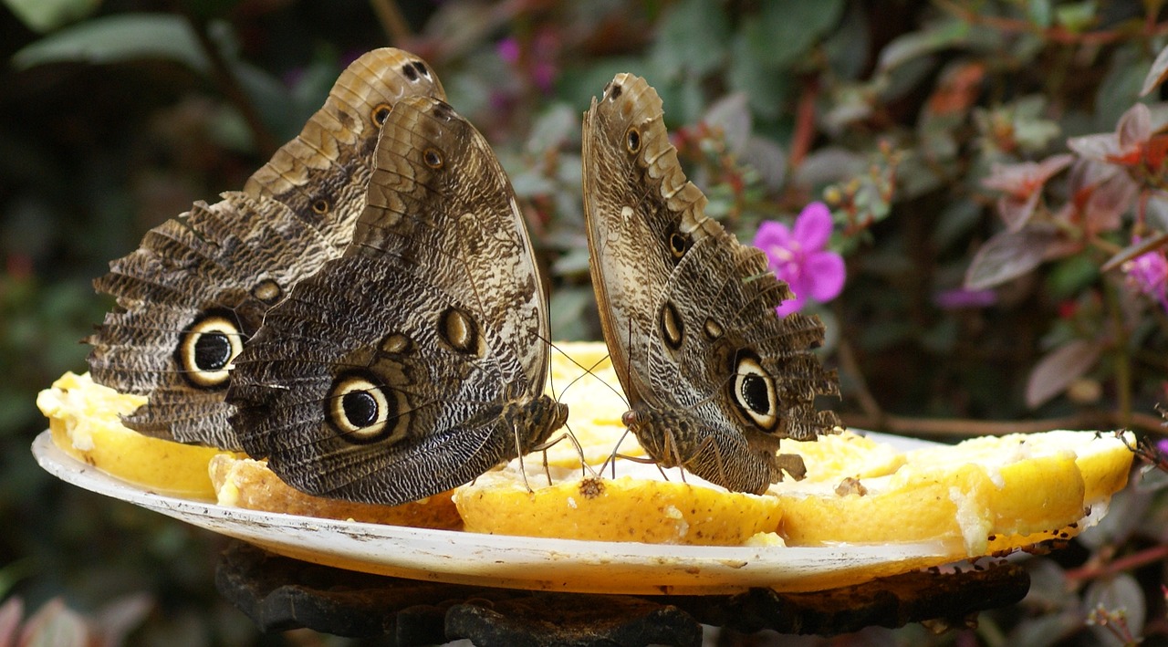 Image - butterflies nature calarca quindio