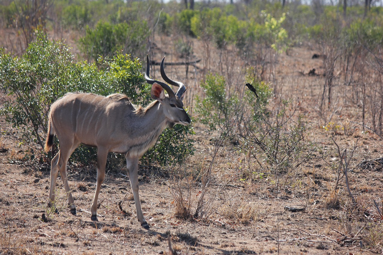 Image - kudu bull male animal antelope