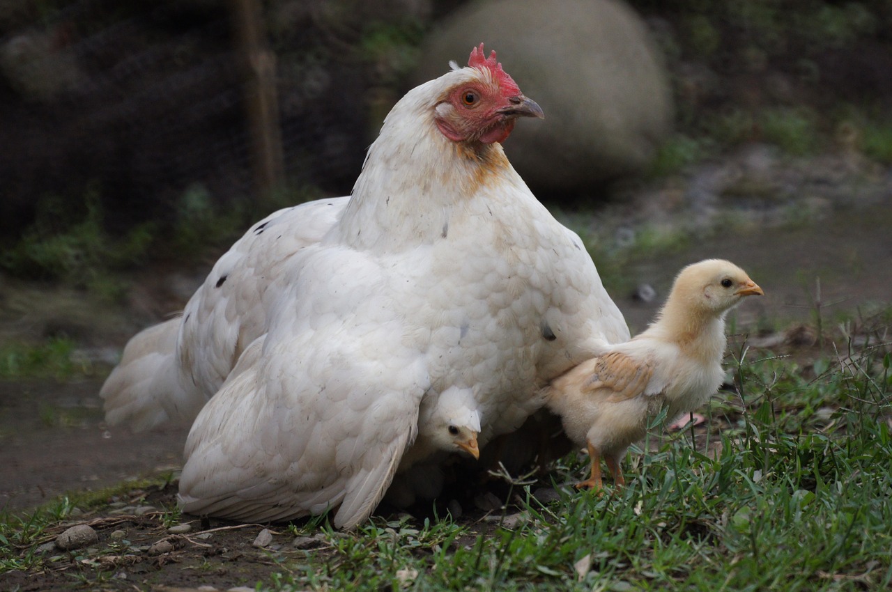 Image - birds the field india quindio