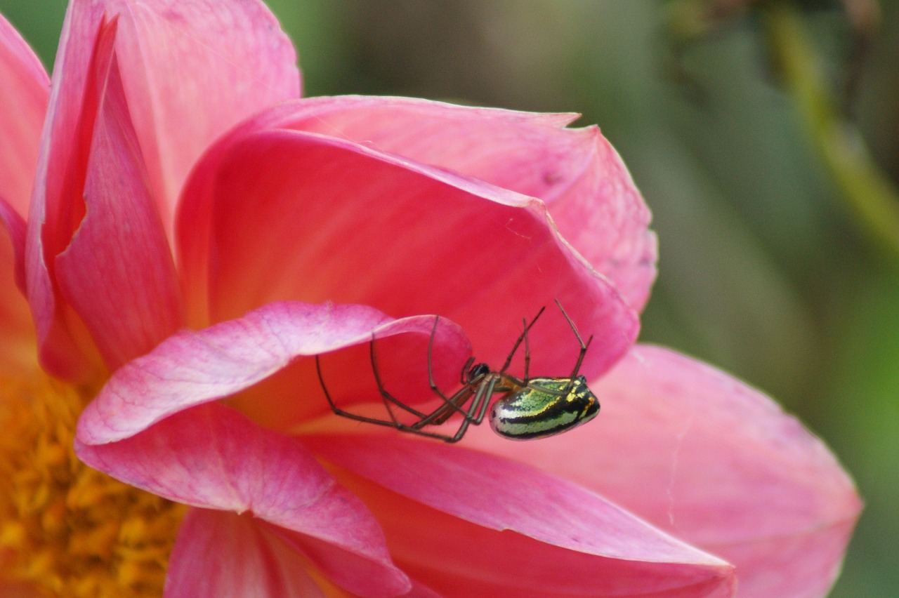 Image - insects nature finlandia quindio