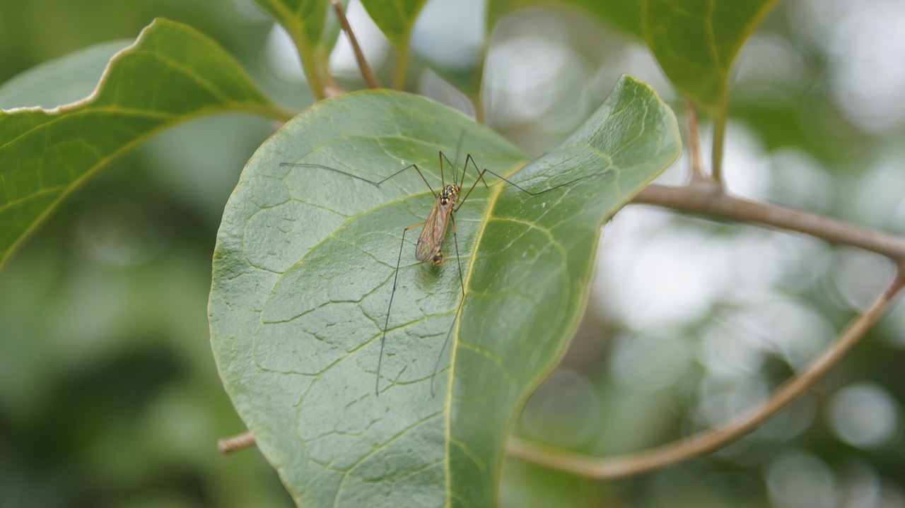 Image - insects nature finlandia quindio