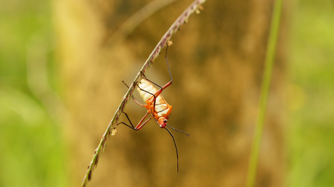 Image - insects nature finlandia quindio