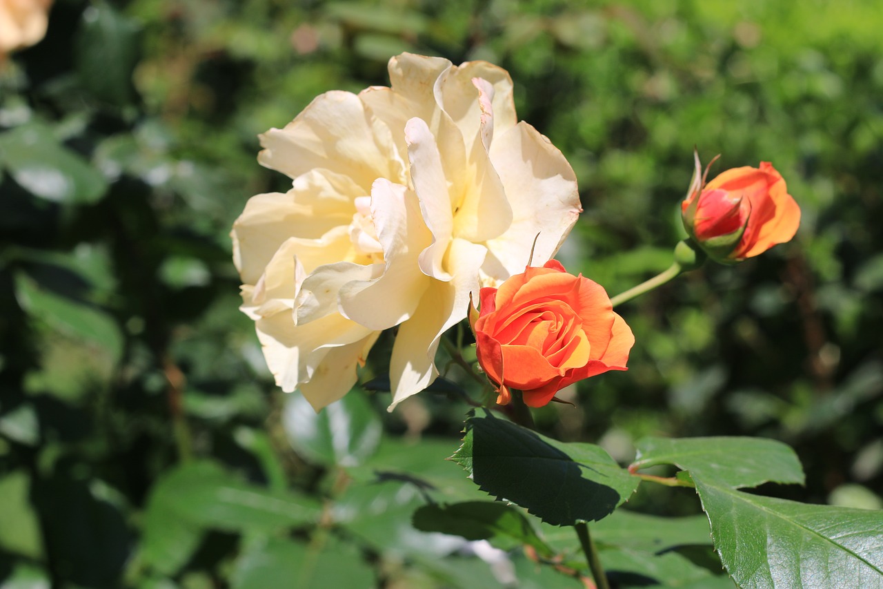 Image - rose white flower plant nature