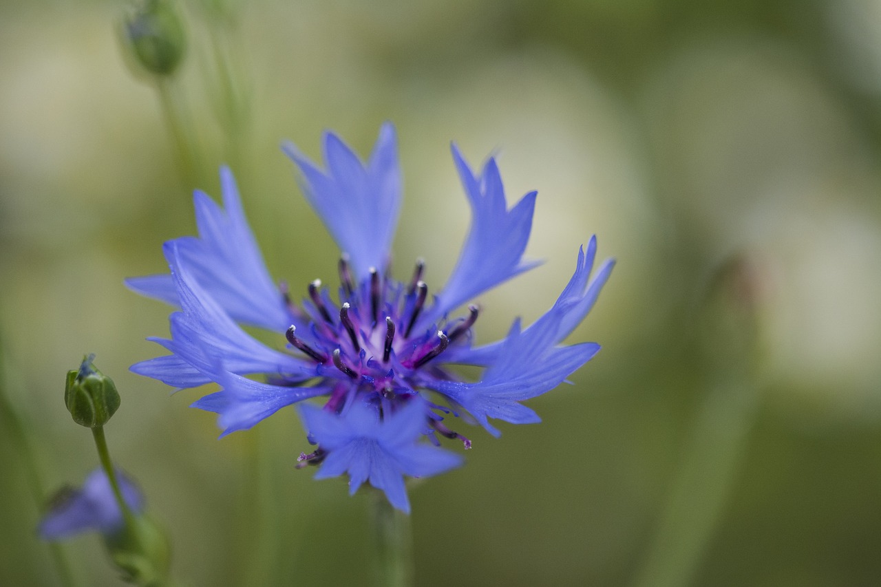 Image - cornflower blue cornflowers bloom