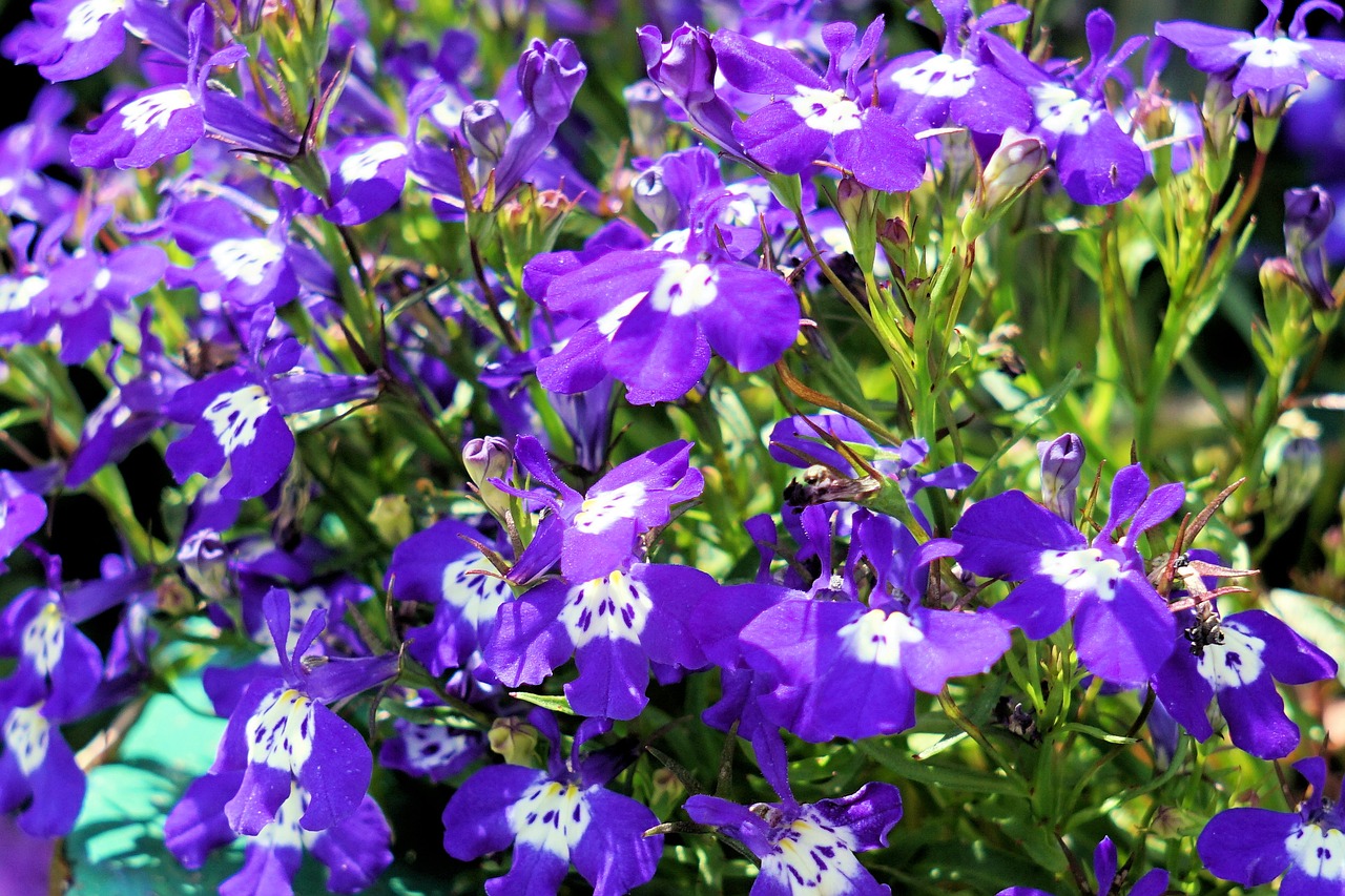 Image - flowers delicate flower blue nature