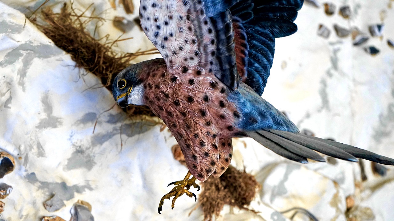 Image - bird hawk beak feather wild