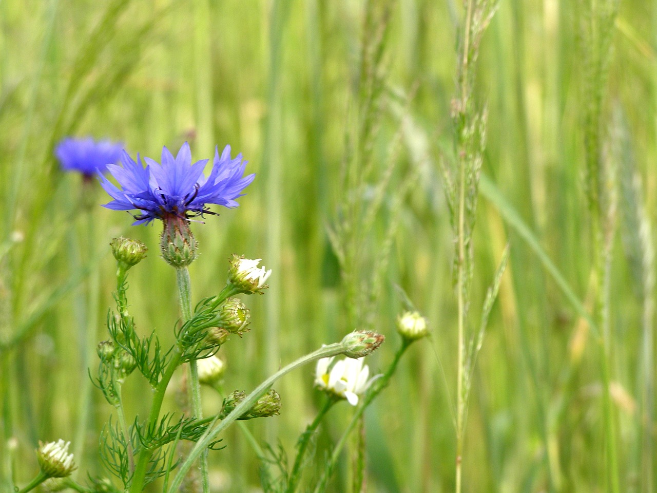 Image - cornflower flowers corn summer