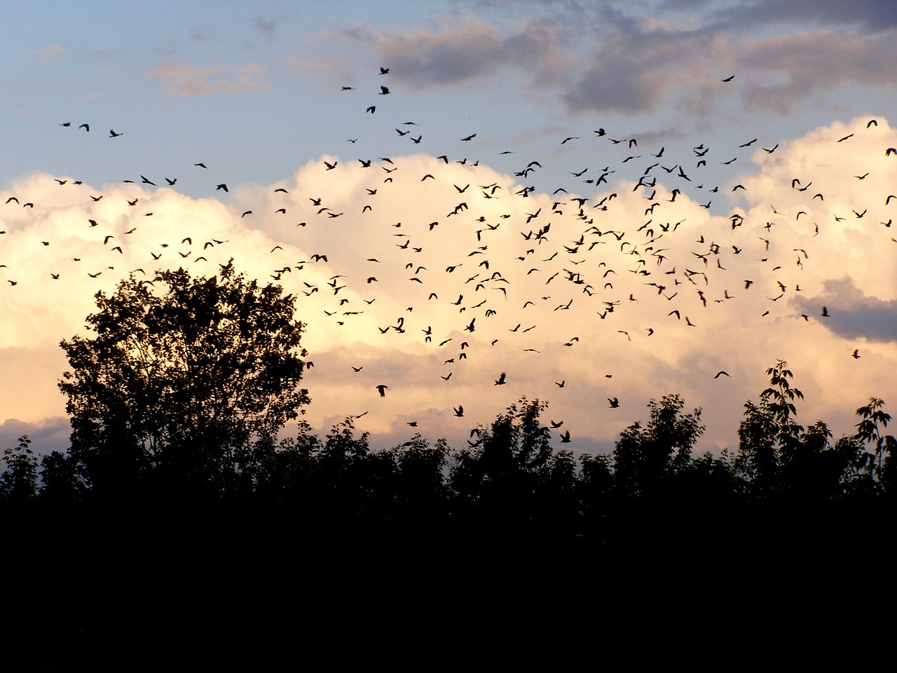 Image - birds clouds sky landscape flight