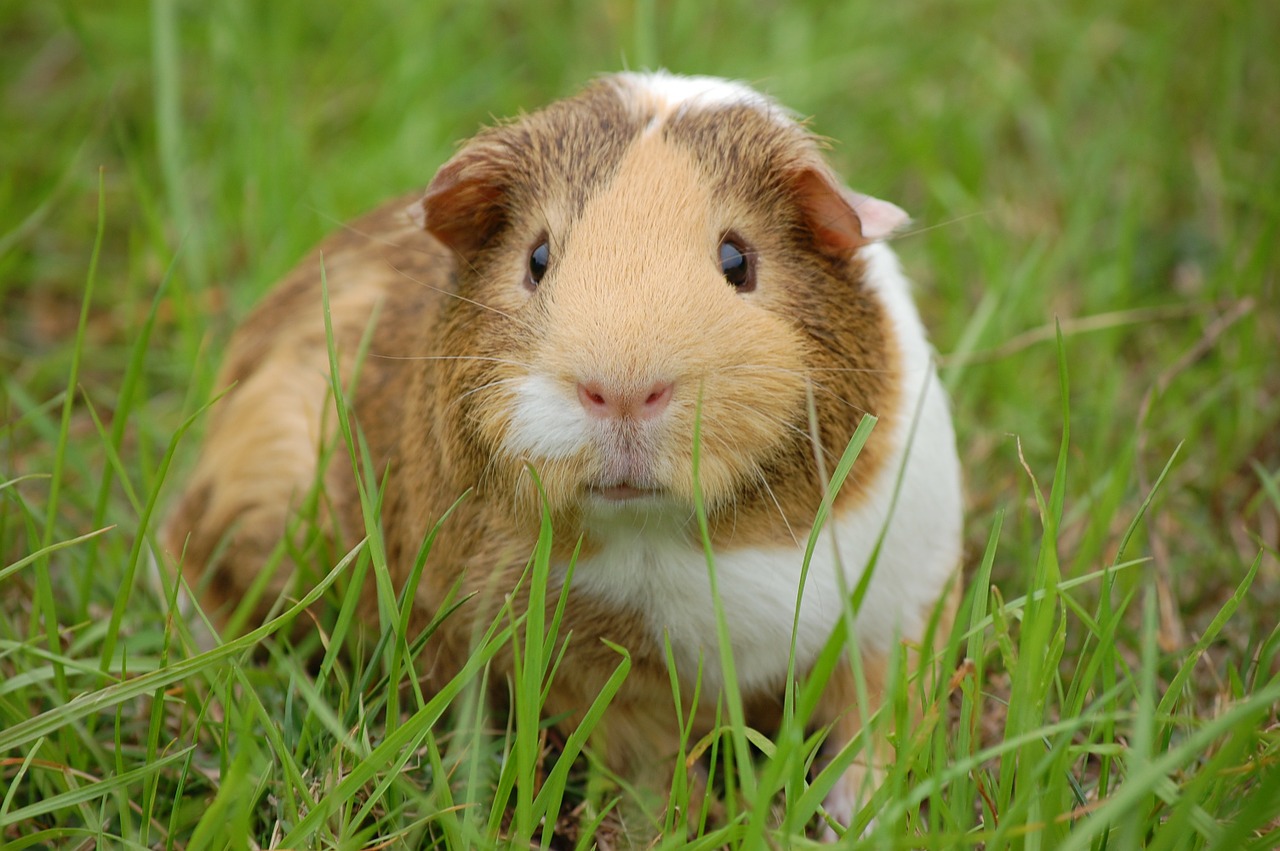 Image - guinea pig cavy pet guinea rodent