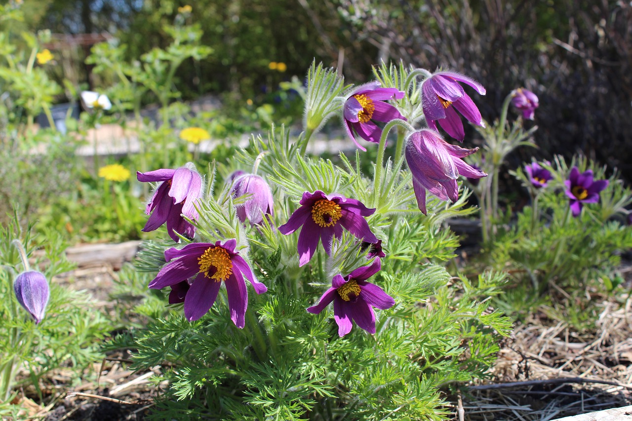 Image - create kobjælde pulsatilla vulgaris