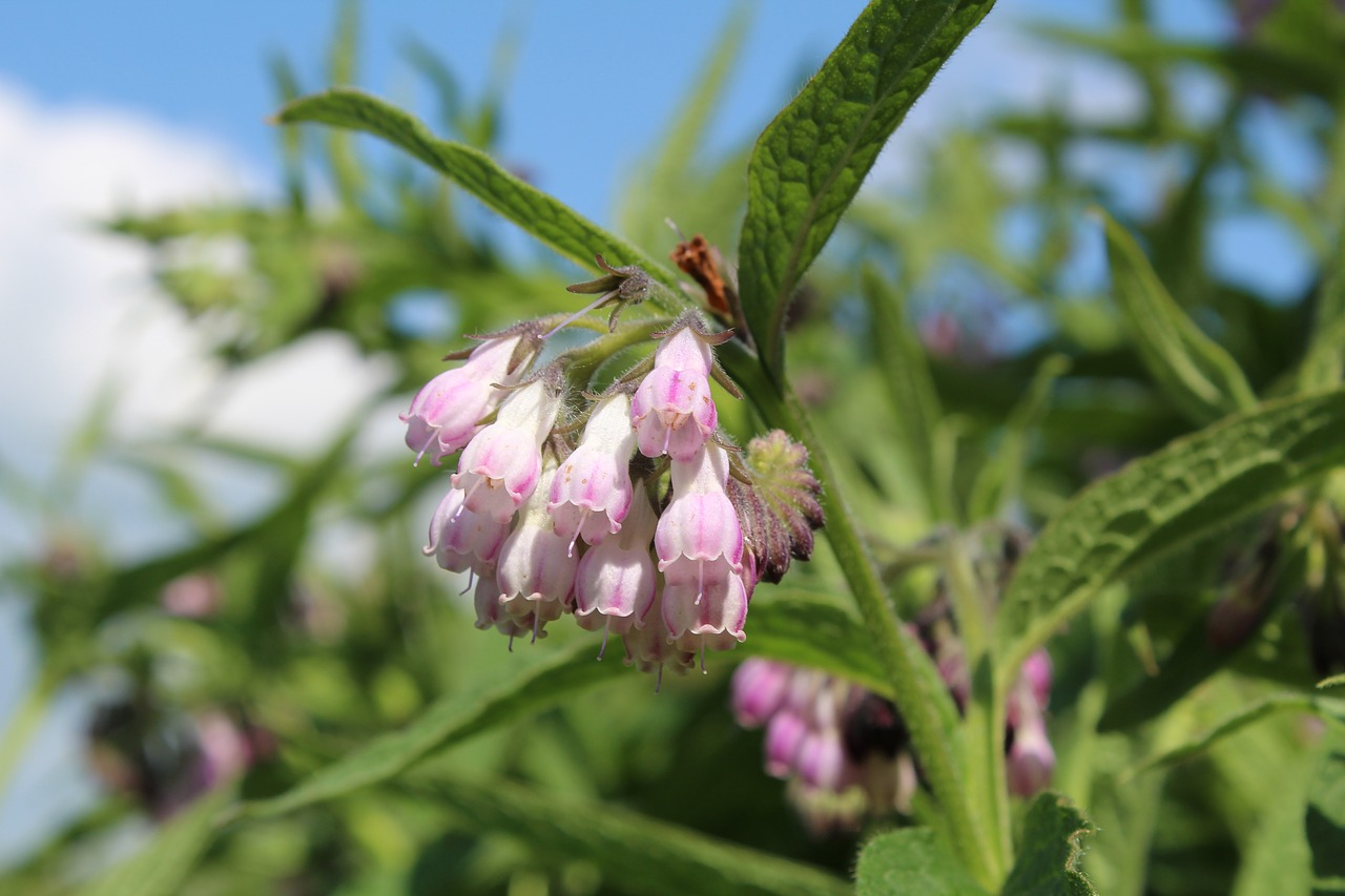 Image - lægekulsukker symphytum officinalis