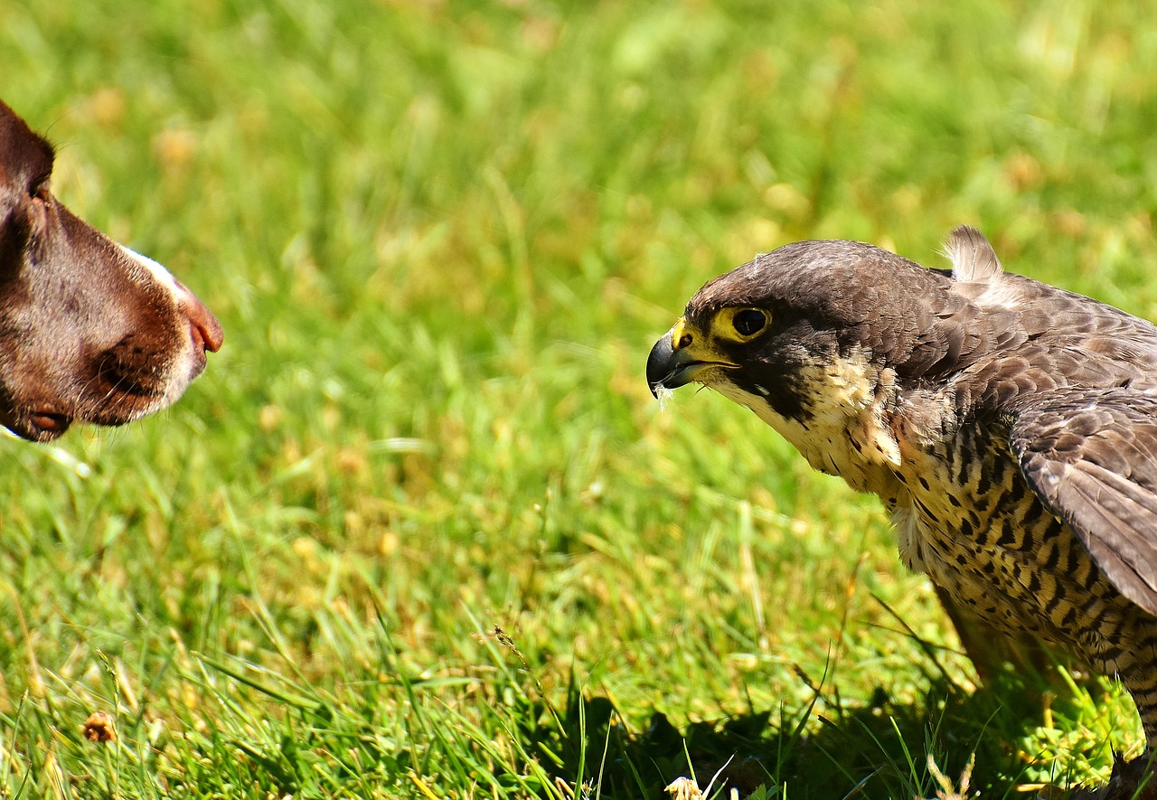 Image - falcon bird dog raptor