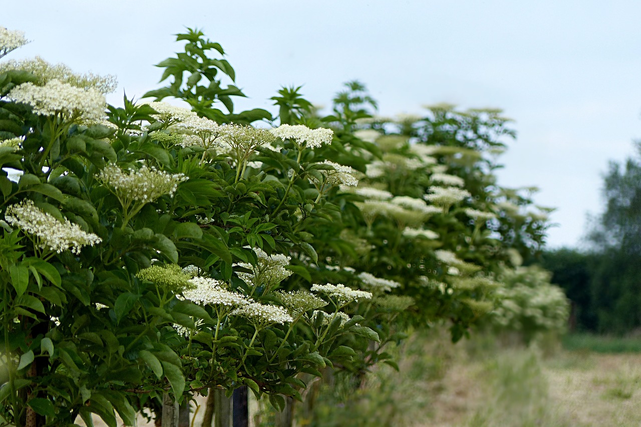 Image - plant elder sambucus flower white