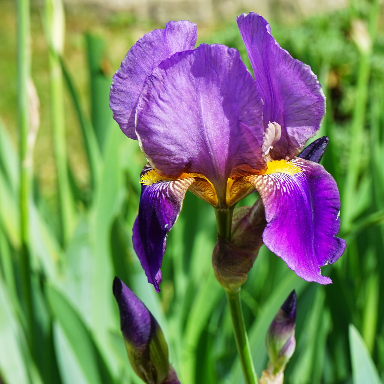 Image - flower iris purity garden